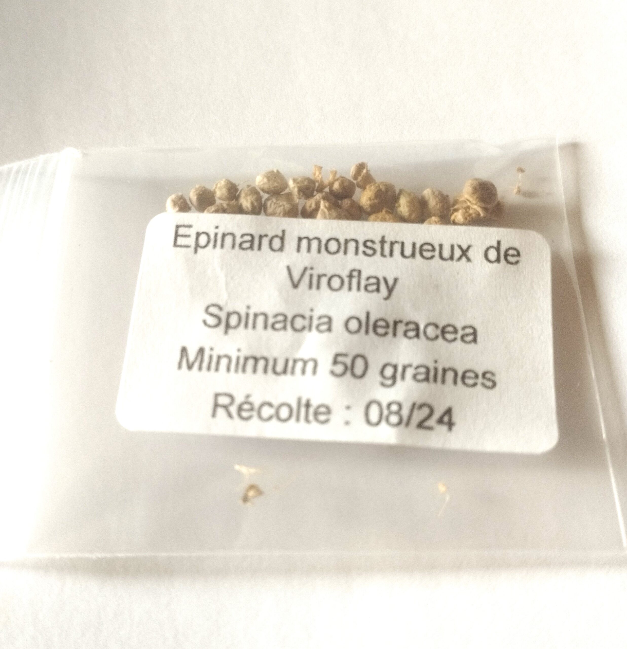 Sachet de 50 graines d'épinard monstrueux de Viroflay - Récolte 2024