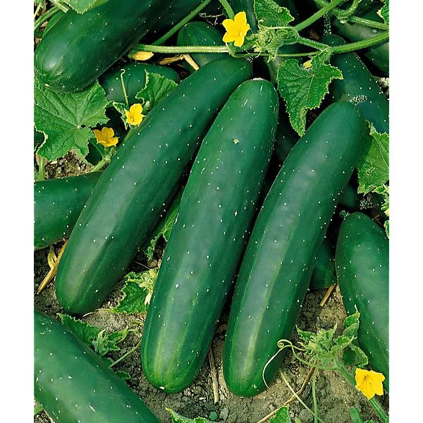 Sachet de 10 graines de concombres "Marketmore" – Récolte 2024 – Image 2