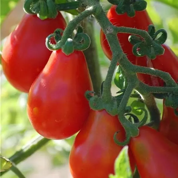 graine-tomate-poire-rouge-tomate-cerise-ancienne-seeds