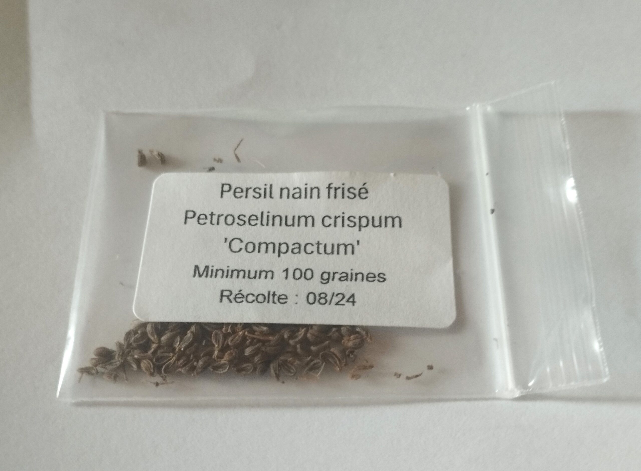 Sachet de 100 graines de persil nain frisé mousse - Récolte 2024