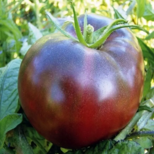 tomate-noire-de-crimee-20-graines